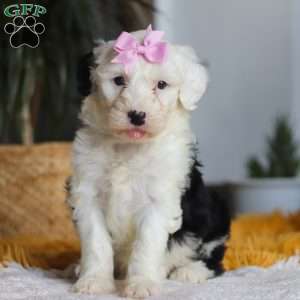 Carrot, Mini Sheepadoodle Puppy